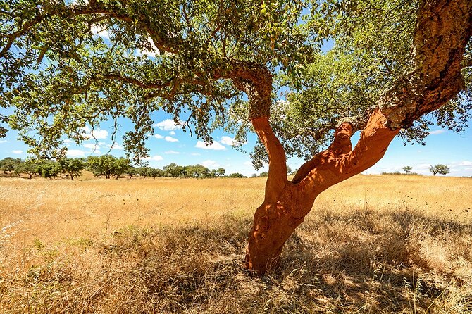 Private Evora Full Day Tour From Lisbon - Itinerary Highlights