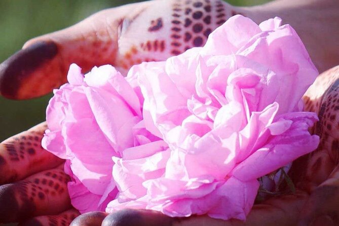 Private Excursion From Ouarzazate to Gorges Dades, Valley of Roses and Skoura