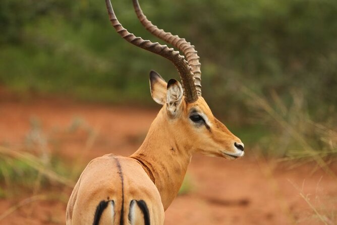 Private Full-Day Tour Akagera Game Drive