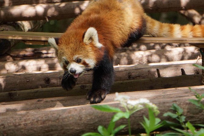Private Full-Day Tour: Chengdu City Highlights - Overview of the Tour
