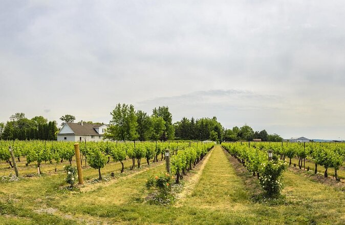 Private Half-Day Custom Wine Tasting Tour of Niagara-on-the-Lake