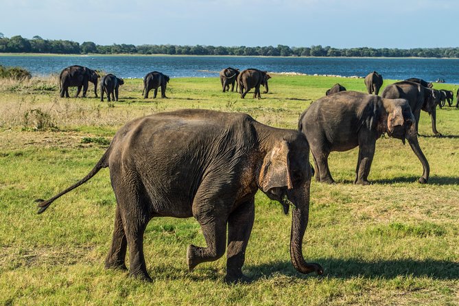 Private Jeep Safari at Minneriya National Park - Overview of Minneriya National Park