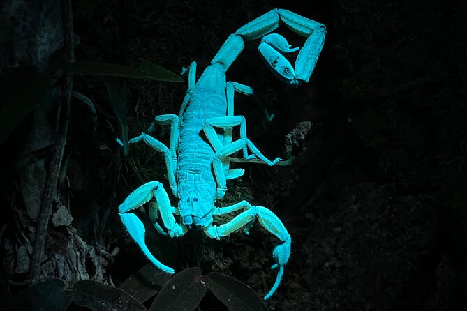 Private Manuel Antonio Sunset and Night Tour
