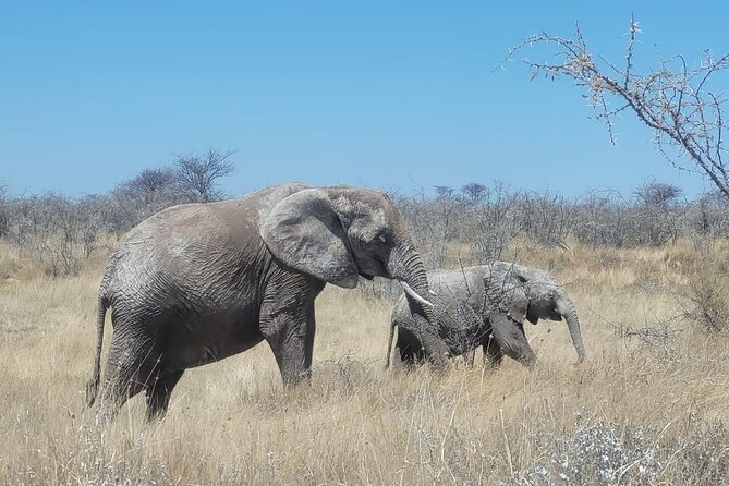 Private Multi-Day Tour Self-Drive for Beginners Safari in Namibia