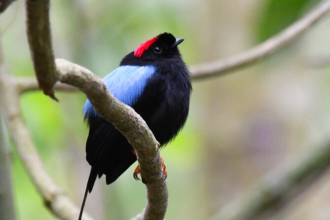 Private Nature Tour in Cabo Blanco Park Costa Rica