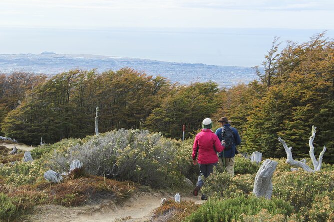 Private Patagonian Forest Hike in Punta Arenas: 8 Hour