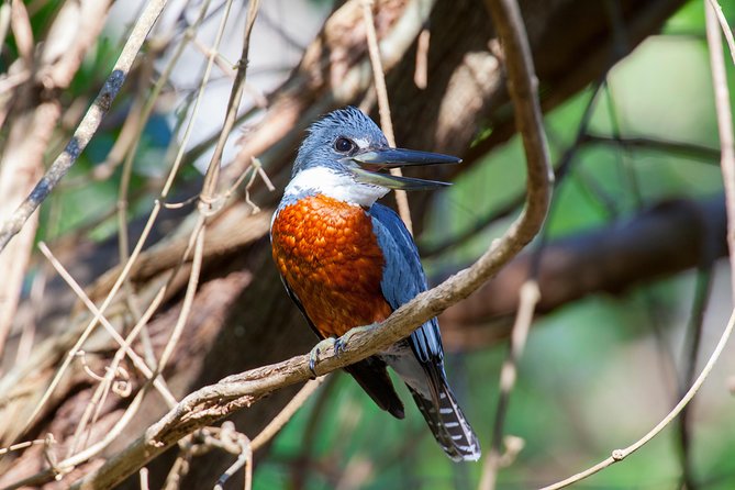 Private Rincón De La Vieja Bird Watching Tour