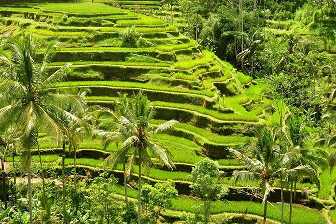 Private Shore Excursion: Bali Cultural Tour Including Tegalalang Rice Terraces and Tirta Empul Temple