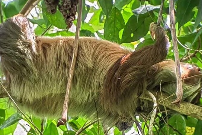 Private Sloth Tour in La Fortuna - Wildlife Experience