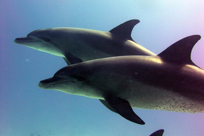 Private Speed Boat to Magawish Islands Hidden Wonders - Hurghada