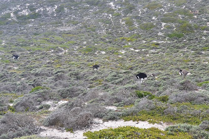 Private Tour Cape of Good Hope & Penguins Sightseeing Full Day - Inclusions and Pricing