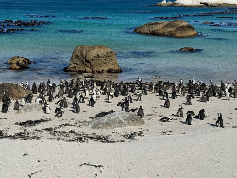 Private Tour: Cape Point, Penguin Beach, Chapmans Peak &more