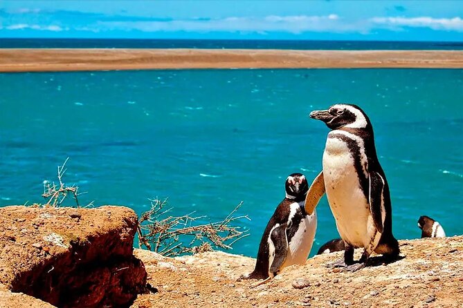 3 Best Private Tours In Puerto Madryn