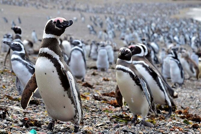 Private Tour for Punta Tombo Cruise Ships