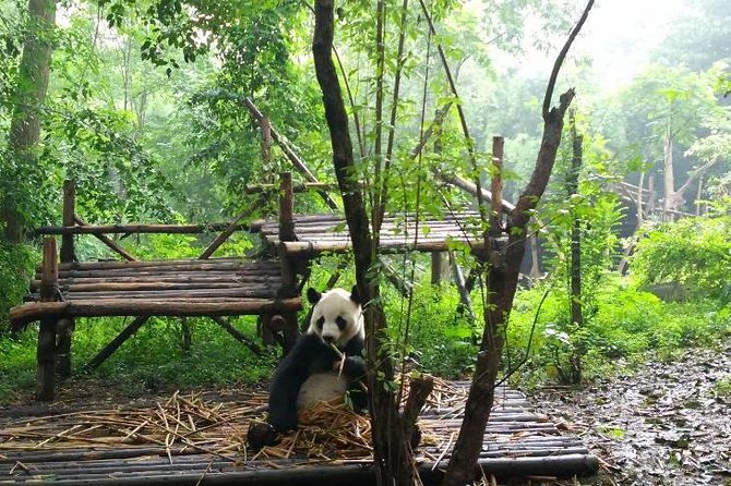 Private Tour of Chengdu Panda Center and Leshan Giant Buddha - Visiting the Giant Panda Center