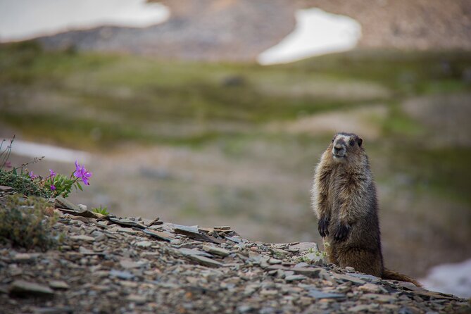 Private Tour: The Best of Banff National Park - Half Day