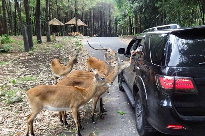 Private Tour To Safari Park & Waterfall (From Surabaya/Malang)