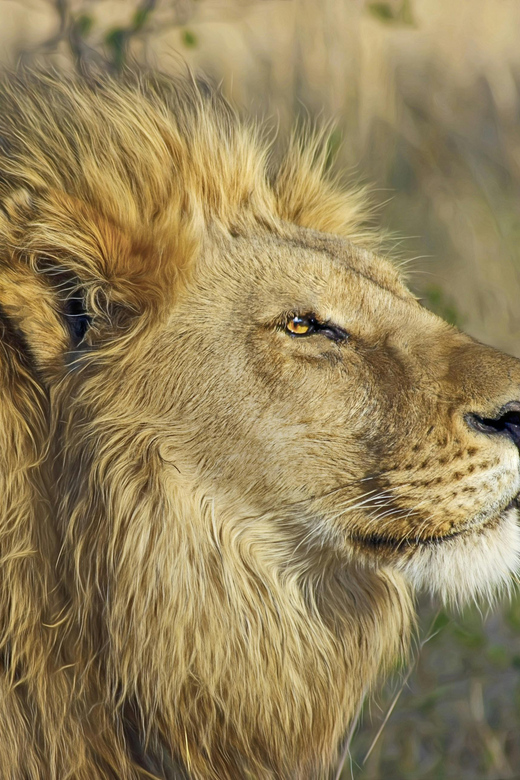 Private Tour: Witness Lion Feeding Up Close - Book Now! - Tour Overview