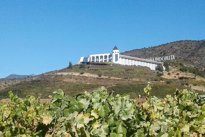 Private Wine Tasting Tour in Casablanca Valley Vineyards