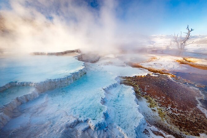 Private Yellowstone Winter Wolf Watching and Wildlife Safari
