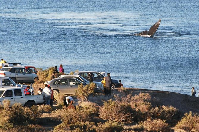 Puerto Madryn: Doradillo Beach Whale Watching Experience
