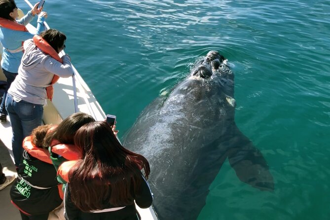 Puerto Madryn: Peninsula Valdes National Park Day Trip - Overview of the Tour