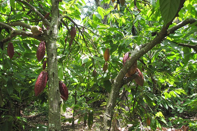 Puerto Plata: Cultural Escape Tour in Puerto Plata