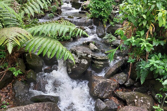 Puerto Rico: El Yunque Sightseeing Half-Day Tour With Transfer