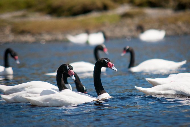Puerto Varas; Full Day, Chiloe Island: Ancud, Caulin, and Lacuy - Itinerary Highlights