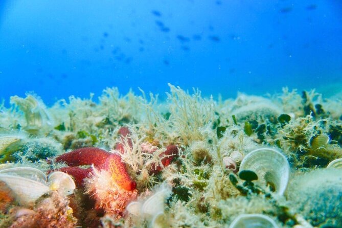 Pula Boat Trip With Snorkeling