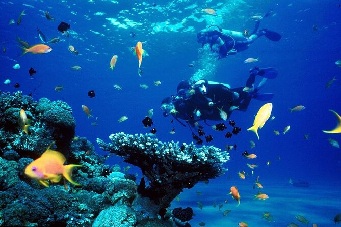 Punta Cana Reef Diving Adventure Explore Underwater Wonders - Overview of the Punta Cana Reef Diving