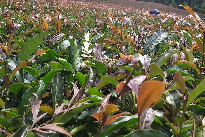 Purple Tea Farm Tour From Nairobi City – Specialty Tea Tasting