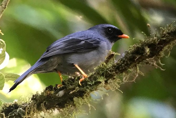 Quetzal Birdwatching Experience at San Gerardo De Dota Private Tour. - Tour Details