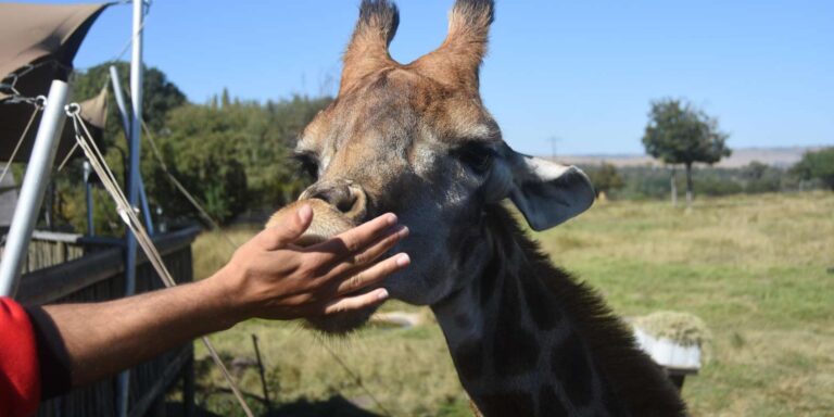 Rhino & Lion Park: Exciting and Fun Private Tour