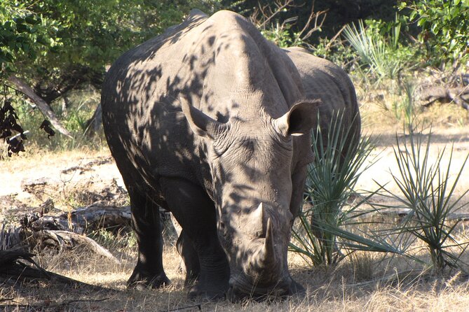 Rhino Walk - Overview of Rhino Walk