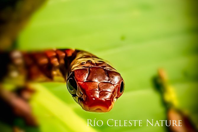Rio Celeste Nature Night Walk