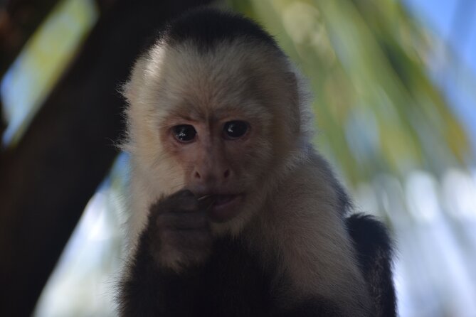Roatan Monkey and Sloth Sanctuary and Beach Break
