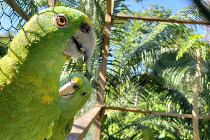 Roatan Shore Excursion - the All in One Roatan Adventure - Taking in Local Culinary Delights