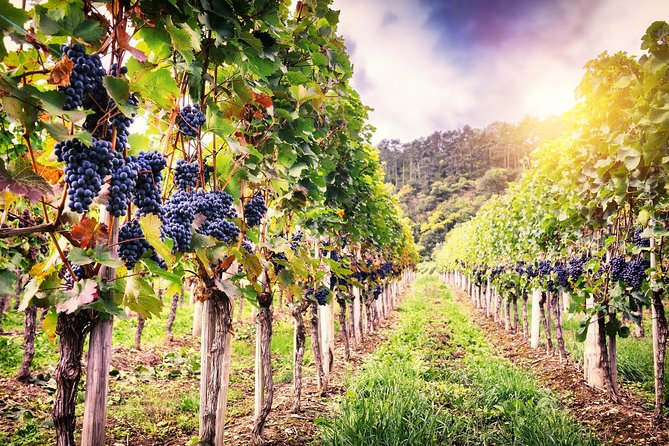 Romanian Wine Tasting