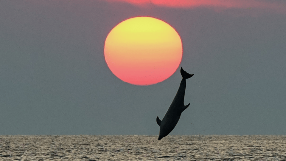 Rovinj: Family Friendly Dolphin Watching Tour - Witnessing Dolphins in the Wild