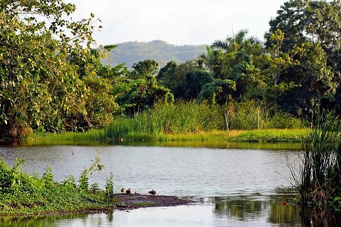 Royal Palm Preserve