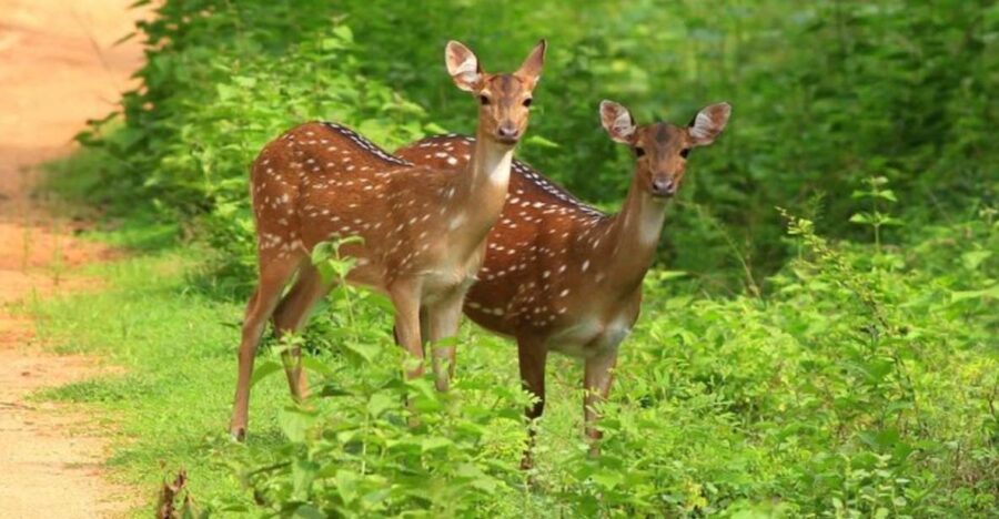 Safari Adventure: Yala National Park Afternoon Expedition