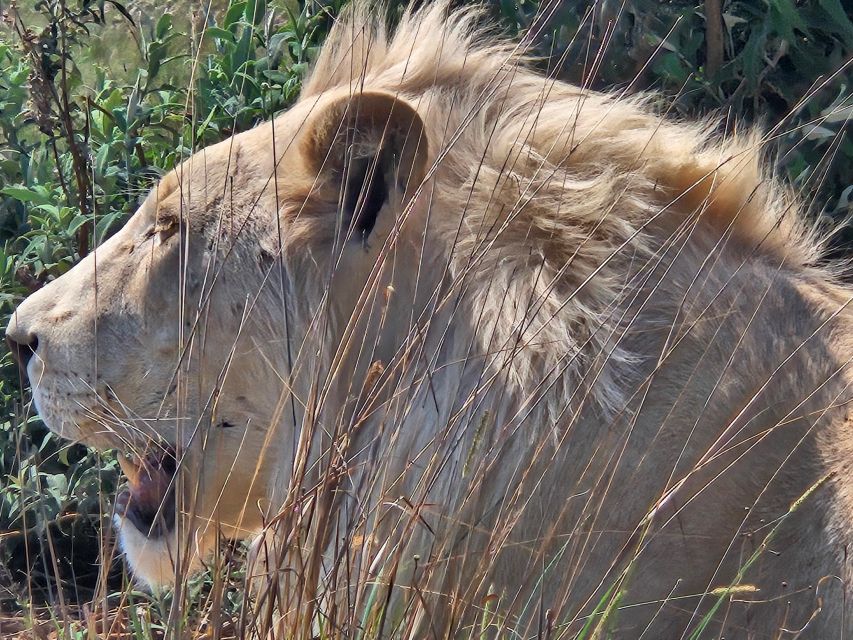 Safari at Lion and Rhino Park / Lesedi Culture Village - Tour Overview and Pricing