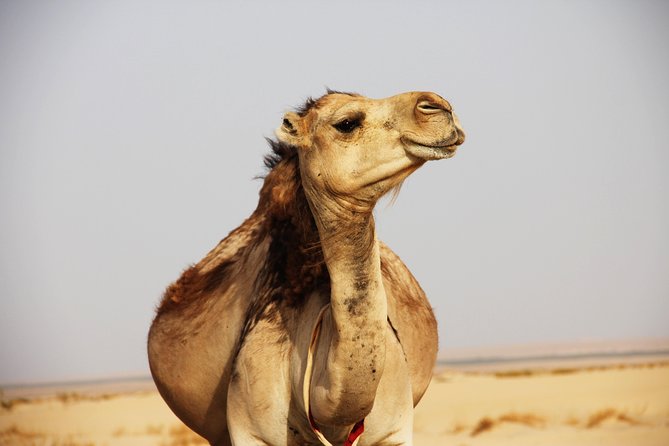 Sahara Desert Tour - 2 Days - Fez to Marrakech OR Return to Fez