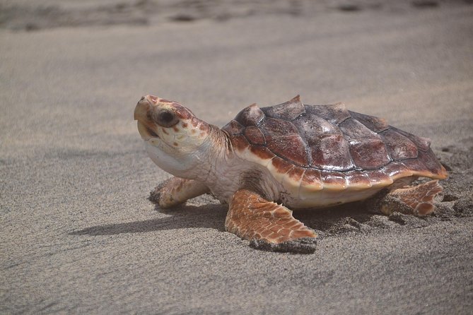 Sal Island: Sea Turtle Experience From Santa Maria - Overview of Sal Island Experience