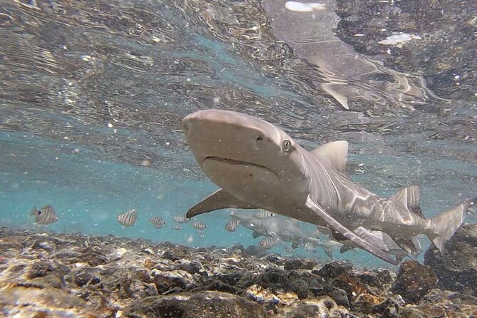 Sal Island: Shark Bay Shark Watching Experience From Santa Maria - Overview of Shark Watching