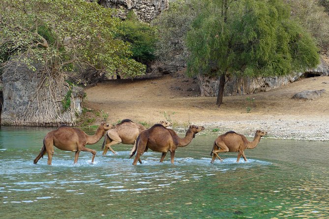 Salalah City and East Tour Combo (Darbat Falls, Razat Spring) - Salalah City Highlights