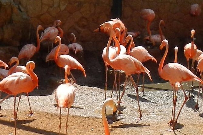 San Antonio Zoo General Admission Ticket