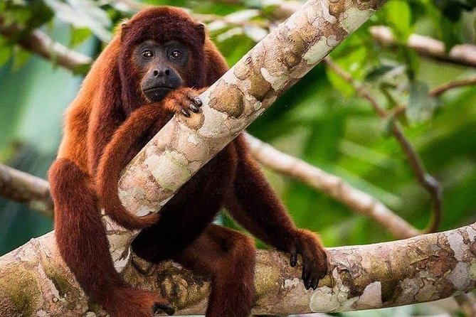 Sandoval Lake and Tambopata National Reserve