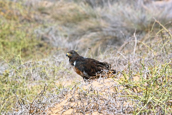 Sandwich Harbour Half-Day 4x4 Tour (5 Hours) From Walvis Bay - Tour Overview